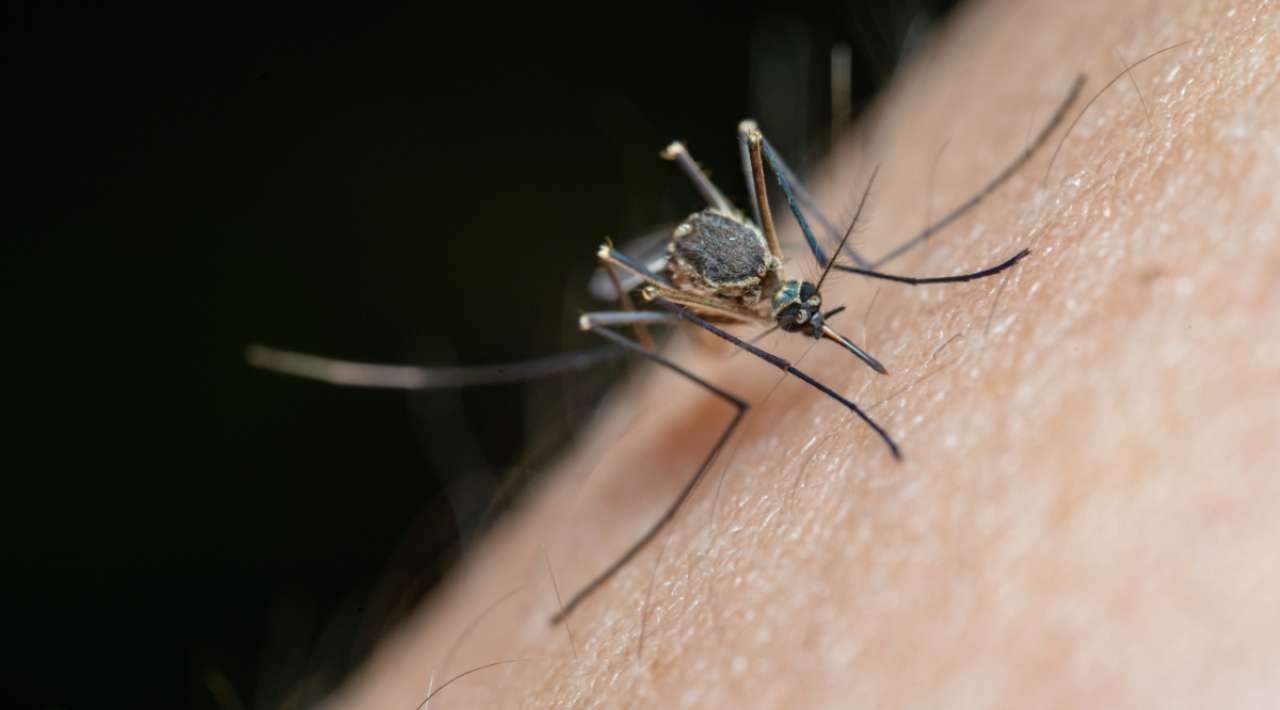¿Por qué pican los mosquitos? Experto explica que no es por la “sangre dulce”