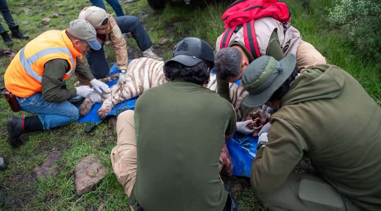 Capturan tigre de bengala que escapó en Tepetlaoxtoc; será trasladado a Zacango