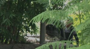 Denuncian tiradero clandestino de basura en barranca de la colonia Ciudad Chapultepec en los límites de Cuernavaca y Jiutepec