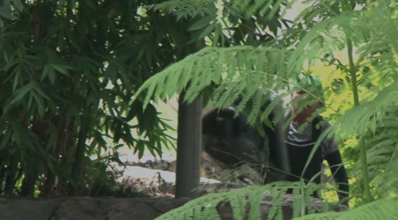 Denuncian tiradero clandestino de basura en barranca de la colonia Ciudad Chapultepec en los límites de Cuernavaca y Jiutepec