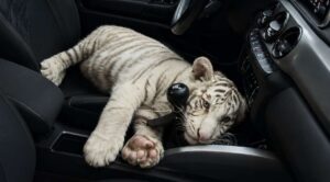 Detienen a hombre en la Central de Abasto de la CDMX cuando transportaba una cría de tigre blanco sin la documentación legal