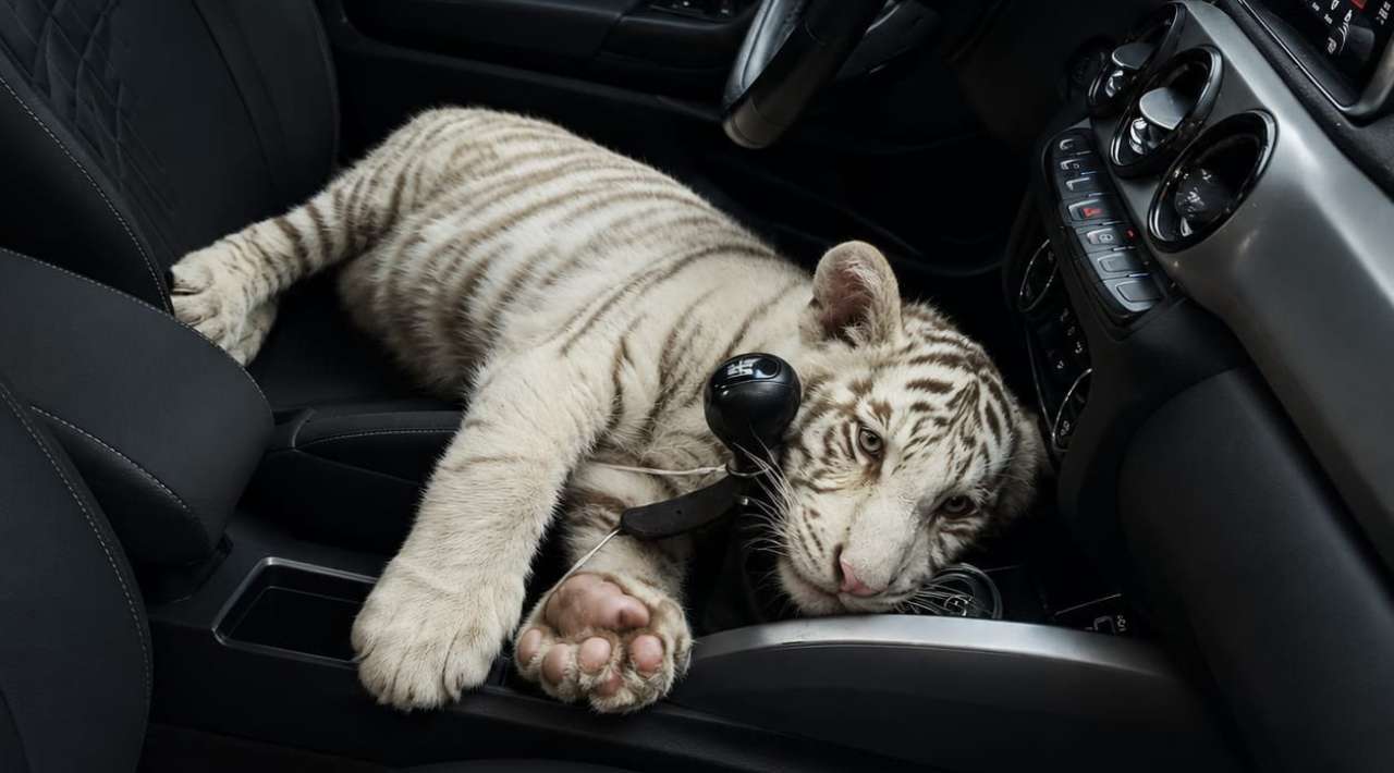 Detienen a hombre en la Central de Abasto de la CDMX cuando transportaba una cría de tigre blanco sin la documentación legal