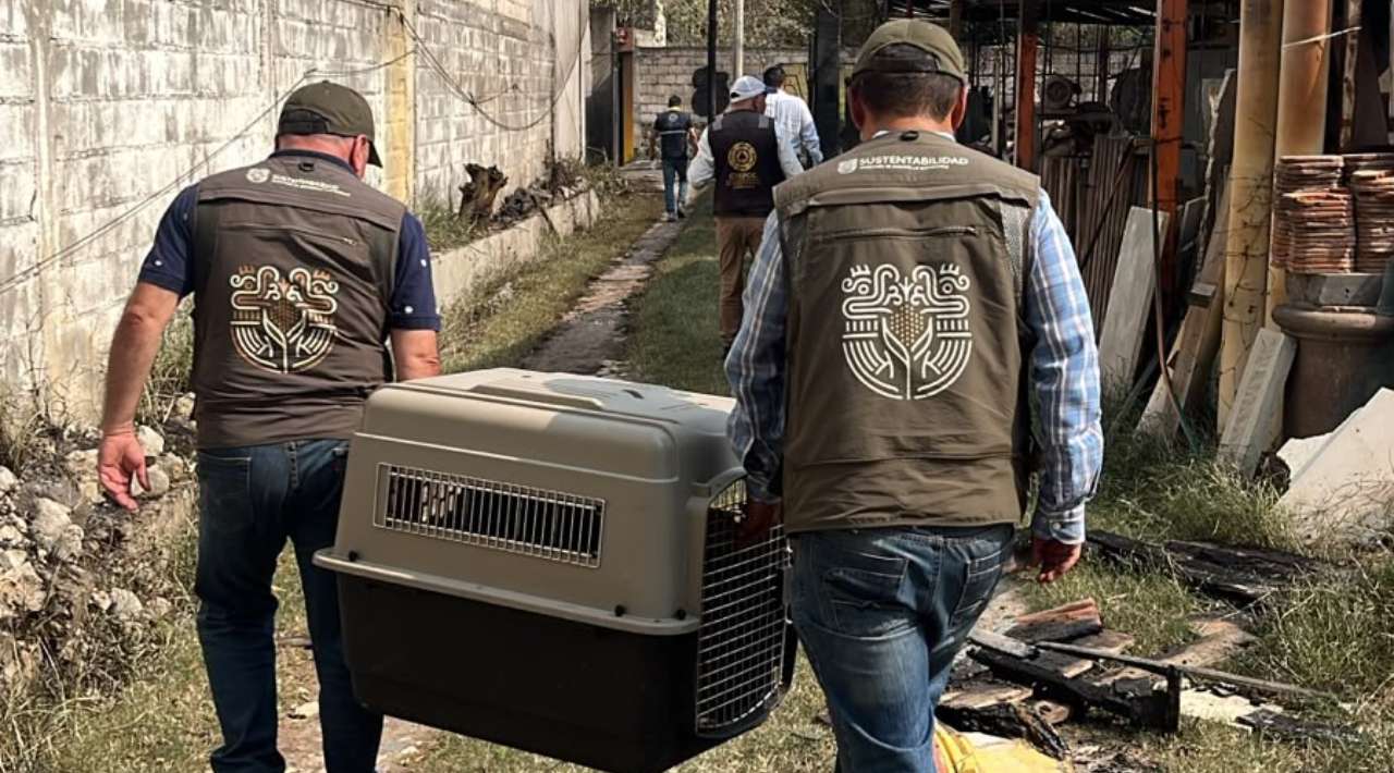 SDS despliega unidades móviles de atención veterinaria para animales afectados por explosión en Cuernavaca