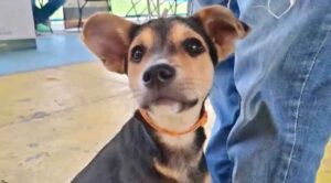 Jornadas gratuitas de esterilización benefician a cientos de perros y gatos en los municipios de Ayala y Yecapixtla