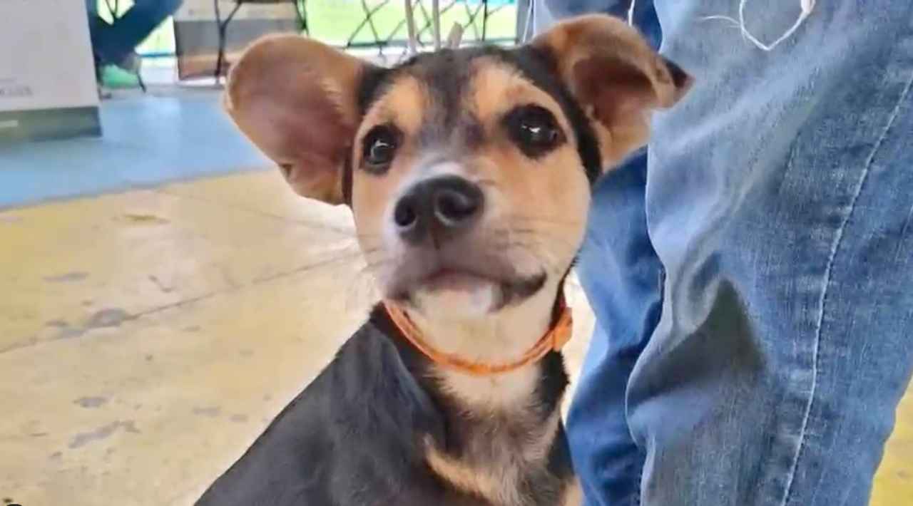 Jornadas gratuitas de esterilización benefician a cientos de perros y gatos en los municipios de Ayala y Yecapixtla