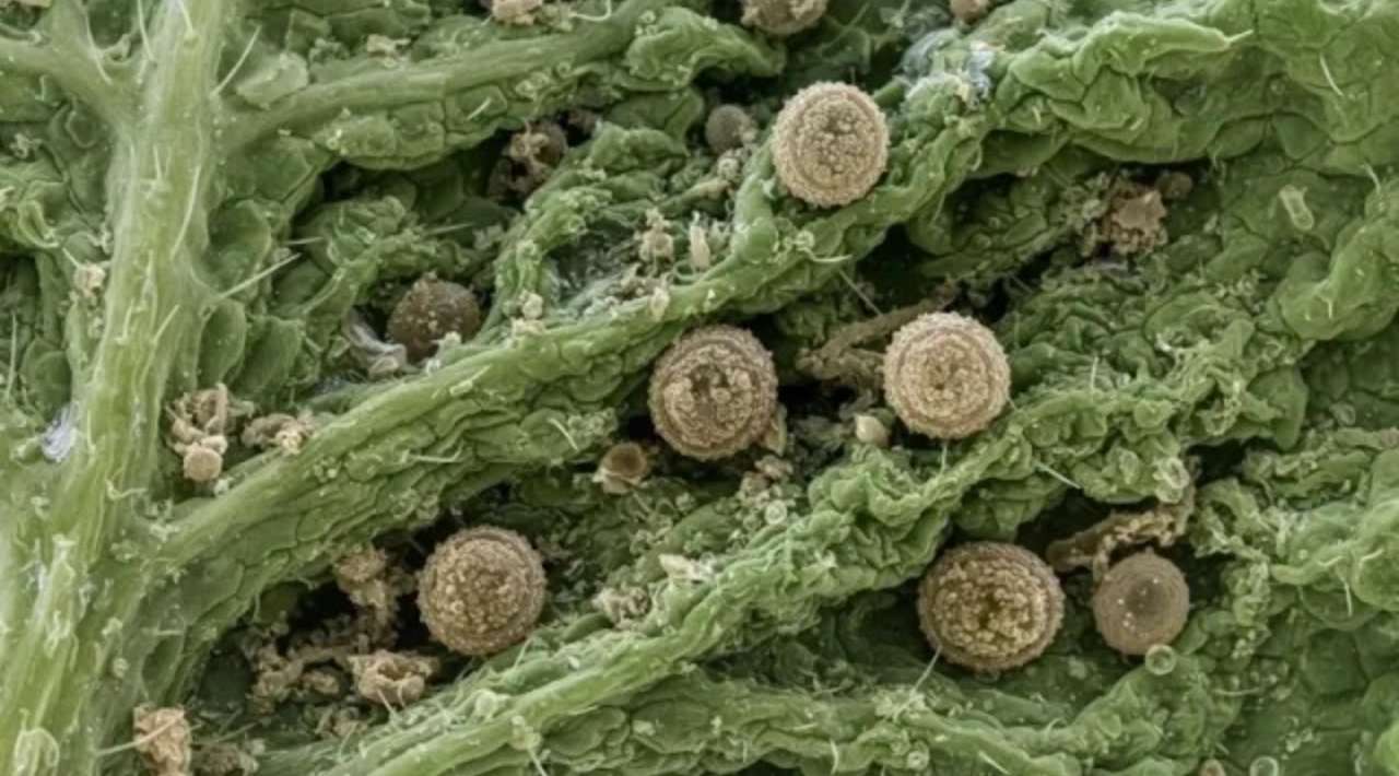 Salud confirma 33 casos de ciclosporiasis en México; descarta evidencia concluyente sobre brote en EE.UU.