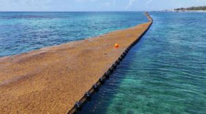 Instalan cinco kilómetros de barreras contra el sargazo en Playa del Carmen