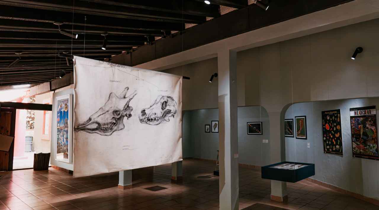 Presenta la Secretaría de Desarrollo Sustentable la exposición “Gabinete Endémico” en el Parque Barranca Chapultepec