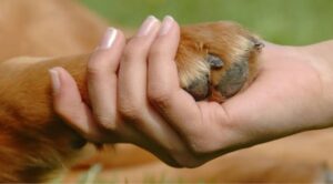 Ley de Bienestar Animal: estas son las obligaciones para quienes tienen animales bajo su cuidado