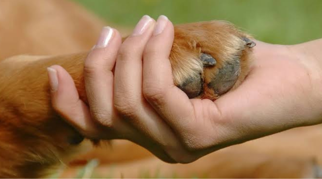 Ley de Bienestar Animal: estas son las obligaciones para quienes tienen animales bajo su cuidado