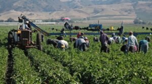 Alertan por fraudes en visas de trabajo agrícola para EU
