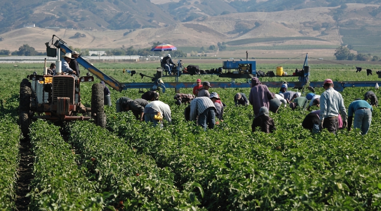 Alertan por fraudes en visas de trabajo agrícola para EU