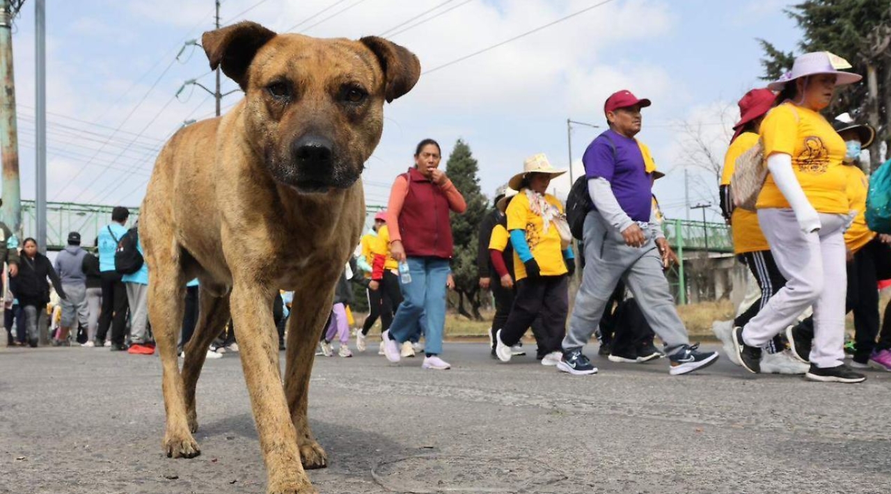 Senado aprueba nueva Ley General de Bienestar Animal; pasa a Diputados