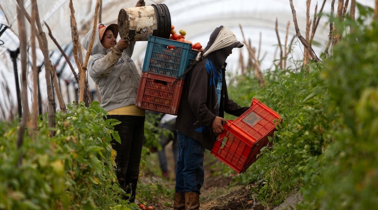Apoyos al campo alcanzan a dos de cada tres productores con inversión de 107 mil millones de pesos