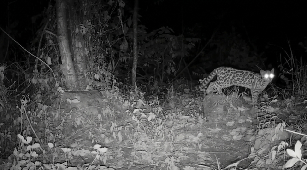 Un ocelote vuelve a hacerse visible en El Tepozteco