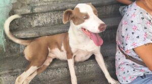 Facilita herramienta Alerta RUM en Morelos localización de mascotas extraviadas