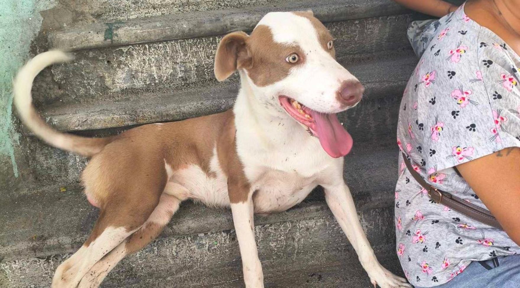 Facilita herramienta Alerta RUM en Morelos localización de mascotas extraviadas