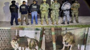 AIC asegura león africano en inmueble de Jojutla