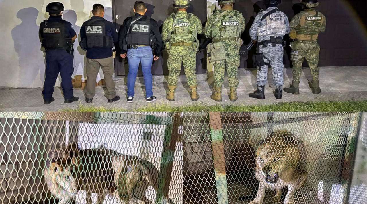 AIC asegura león africano en inmueble de Jojutla