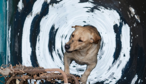 Rescatista salva a perrito que cayó a un pozo en Miacatlán, Morelos
