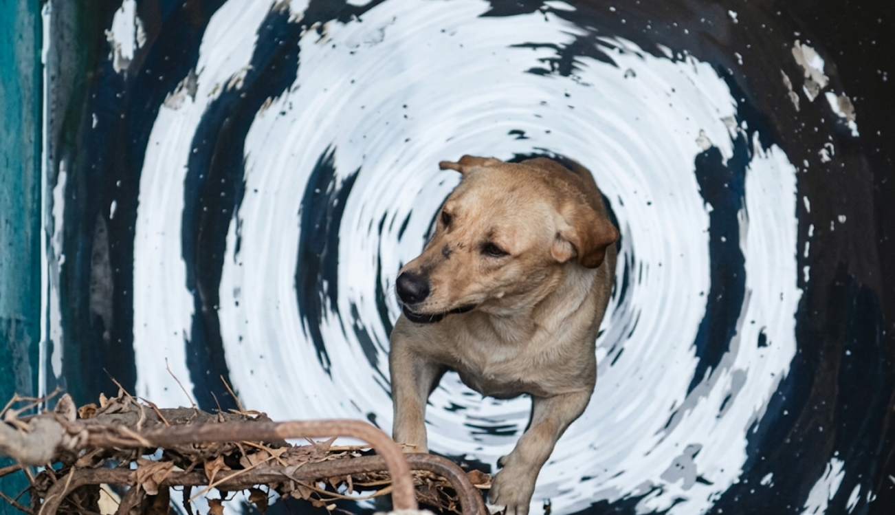 Rescatista salva a perrito que cayó a un pozo en Miacatlán, Morelos
