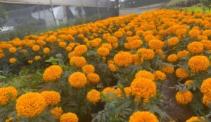 Cultivo de cempasúchil en Cuernavaca: 25 años de tradición en Tetela del Monte