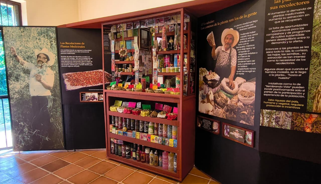 Inauguran Museo de Medicina Tradicional y Herbolaria en Cuernavaca