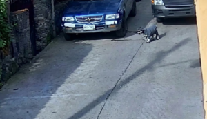 Muere perro atropellado por una ruta en Tepoztlán; exigen investigar al conductor