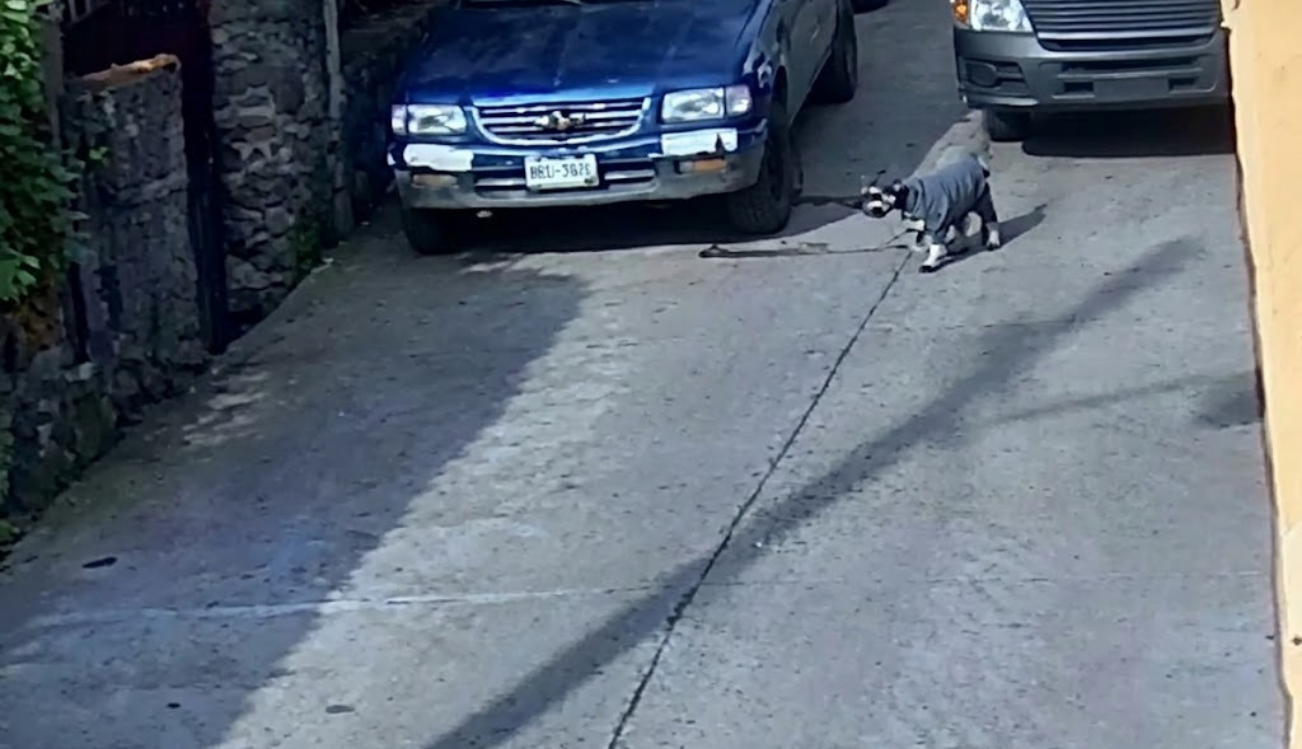 Muere perro atropellado por una ruta en Tepoztlán; exigen investigar al conductor