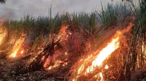 Refuerzan vigilancia por quema accidental de caña en Zacatepec; ocho parcelas afectadas